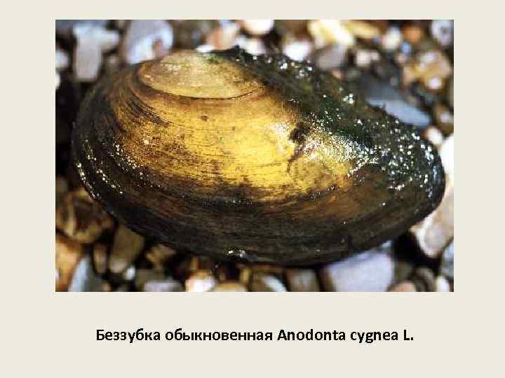 Беззубка обыкновенная Anodonta cygnea L. 