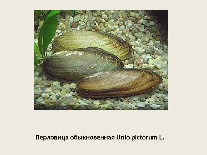 Перловица обыкновенная Unio pictorum L. 