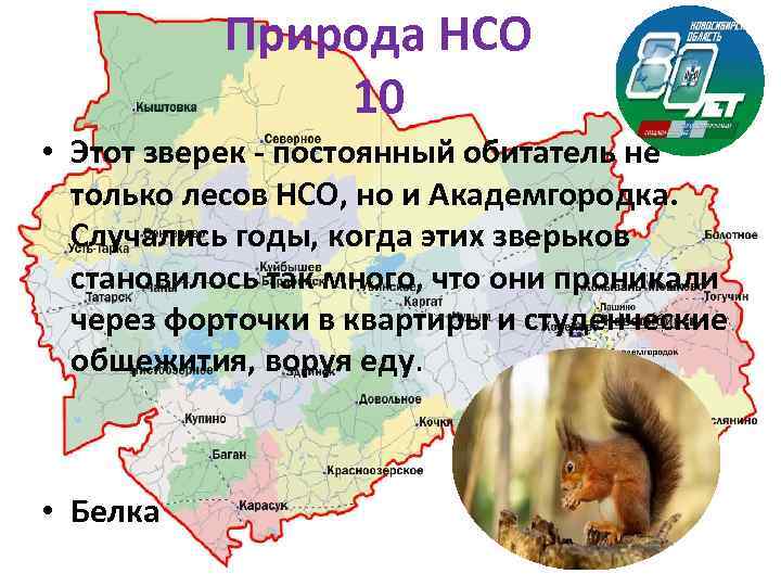 Природа НСО 10 • Этот зверек постоянный обитатель не только лесов НСО, но и