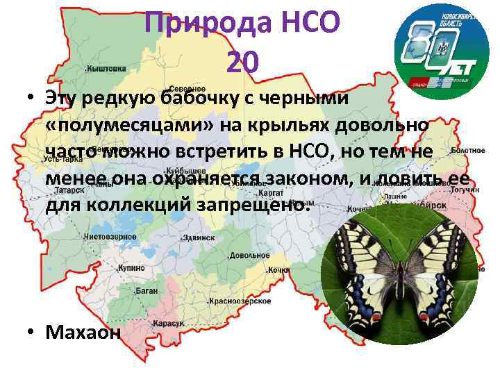 Природа НСО 20 • Эту редкую бабочку с черными «полумесяцами» на крыльях довольно часто