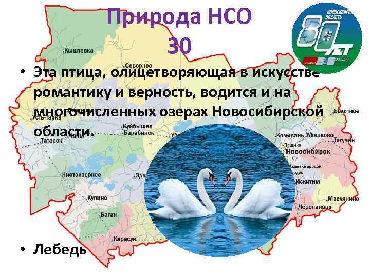 Природа НСО 30 • Эта птица, олицетворяющая в искусстве романтику и верность, водится и