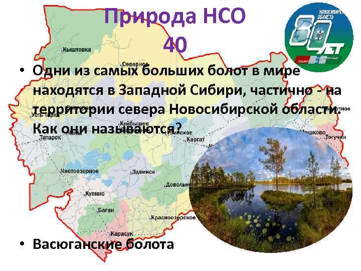 Природа НСО 40 • Одни из самых больших болот в мире находятся в Западной