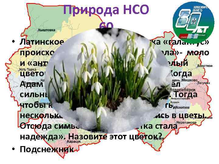 Природа НСО 60 • Латинское название этого цветка «галантус» происходит от греческих слов «гала»