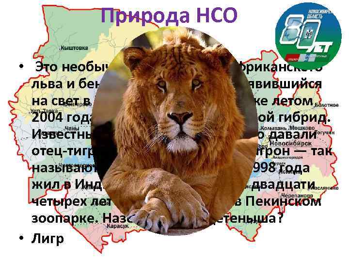 Природа НСО 70 • Это необычный детеныш от африканского льва и бенгальской тигрицы, появившийся