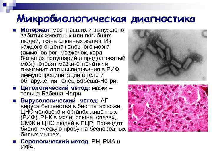 Микробиологическая диагностика n n Материал: мозг павших и вынуждено забитых животных или погибших людей,