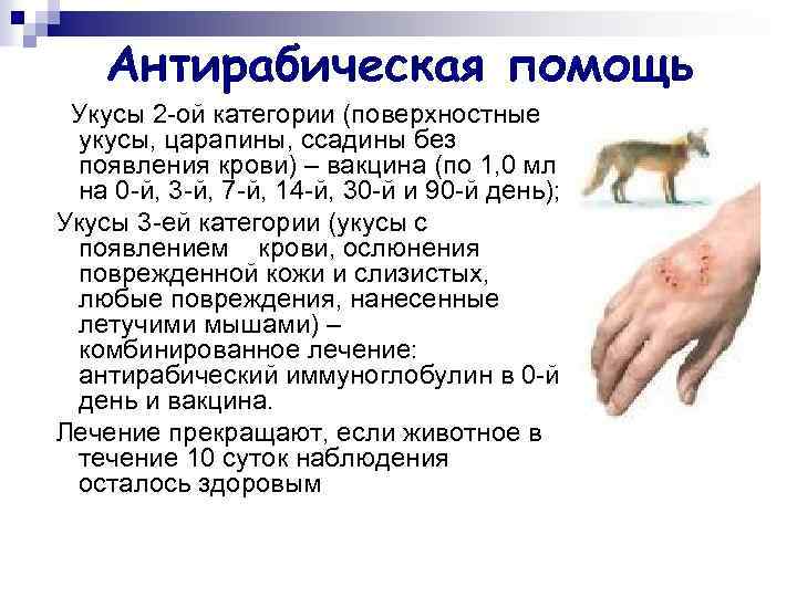 Антирабическая помощь Укусы 2 -ой категории (поверхностные укусы, царапины, ссадины без появления крови) –