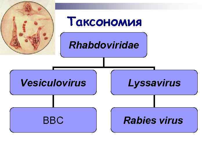 Таксономия Rhabdoviridae Vesiculovirus Lyssavirus ВВС Rabies virus 