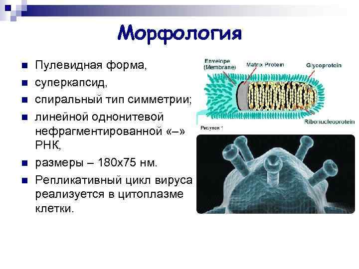 Презентация на тему бешенство