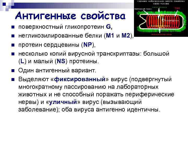 Антигенные свойства n n n поверхностный гликопротеин G, негликозилированные белки (М 1 и М