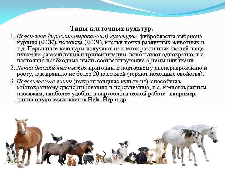 Типы клеточных культур. 1. Первичные (трипсинизированные) культуры- фибробласты эмбриона курицы (ФЭК), человека (ФЭЧ), клетки