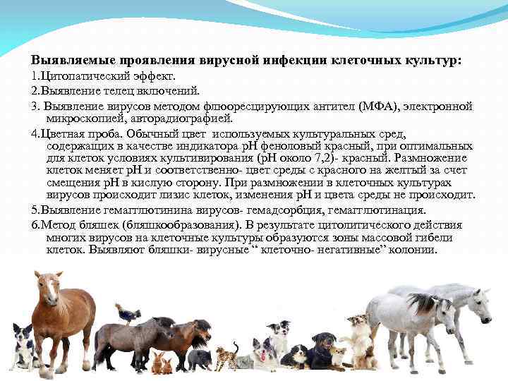 Выявляемые проявления вирусной инфекции клеточных культур: 1. Цитопатический эффект. 2. Выявление телец включений. 3.