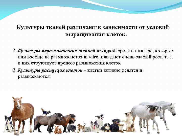Культуры тканей различают в зависимости от условий выращивания клеток. 1. Культуры переживающих тканей в