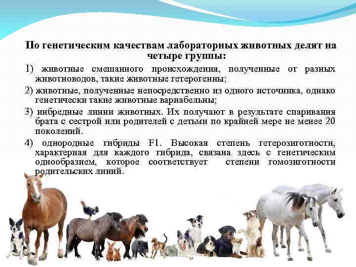 По генетическим качествам лабораторных животных делят на четыре группы: 1) животные смешанного происхождения, полученные
