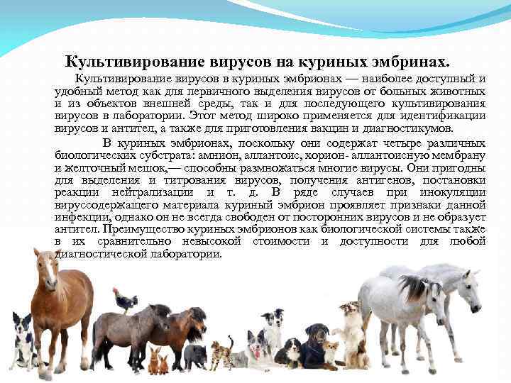 Культивирование вирусов на куриных эмбринах. Культивирование вирусов в куриных эмбрионах — наиболее доступный и