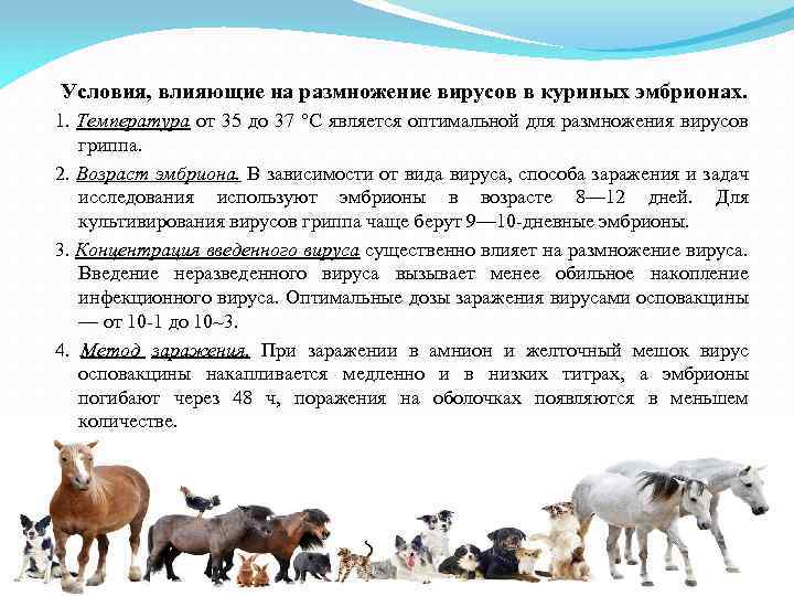 Условия, влияющие на размножение вирусов в куриных эмбрионах. 1. Температура от 35 до 37