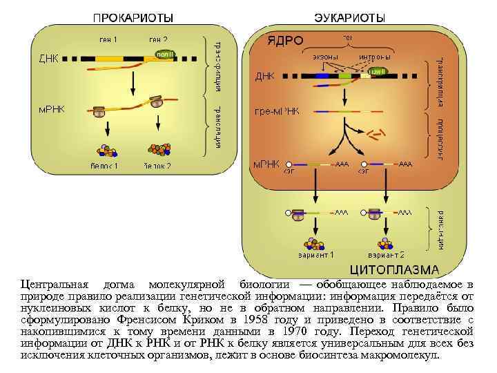Схема переноса генетической информации в клетке