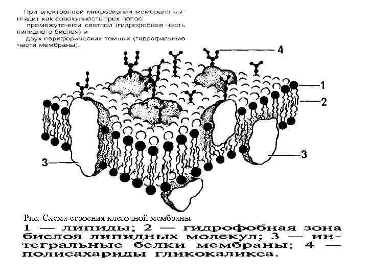Рис. Схема строения клеточной мембраны 
