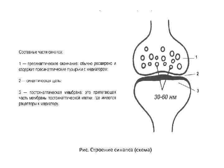 Строение химического синапса рисунок