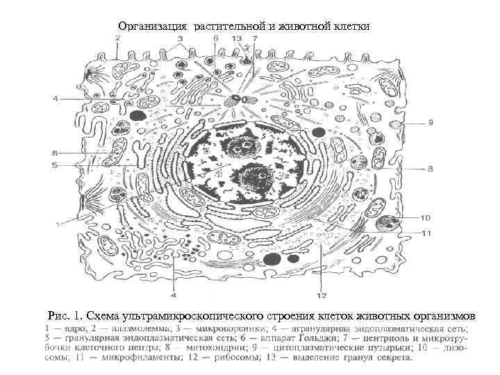 Схема строения клетки