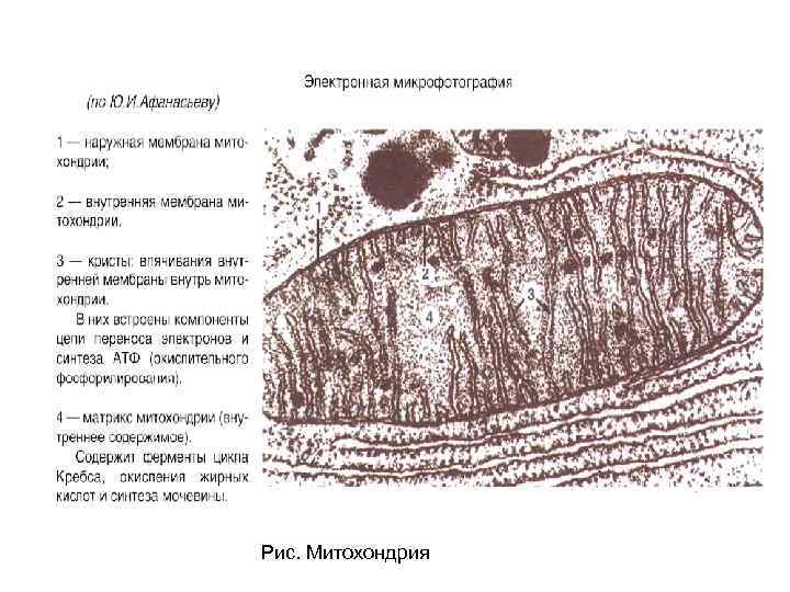 Какой органоид изображен на рисунке митохондрия