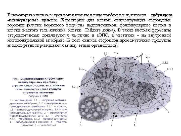 Некоторые клетки