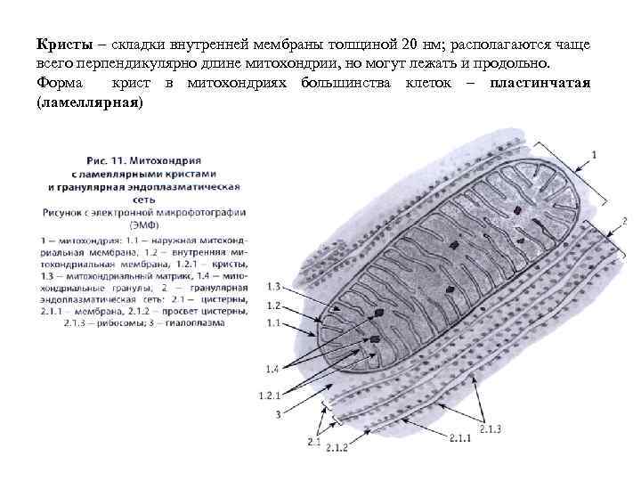 Складки внутренней мембраны