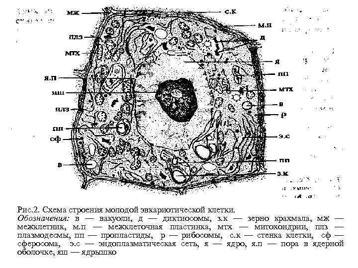 Схема животной клетки с обозначениями