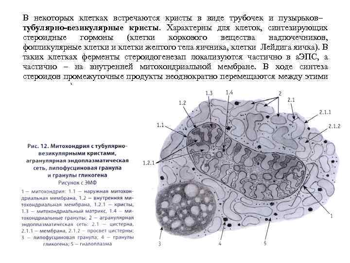 Кристы в ядре