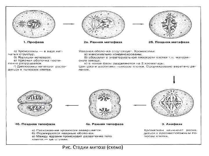 Рис. Стадии митоза (схема) 