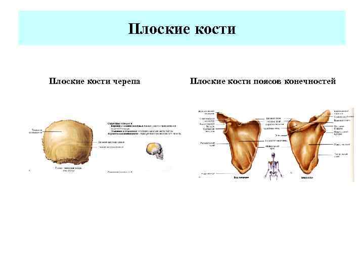 Плоские кости черепа Плоские кости поясов конечностей 