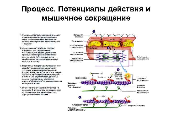 Процесс. Потенциалы действия и мышечное сокращение 