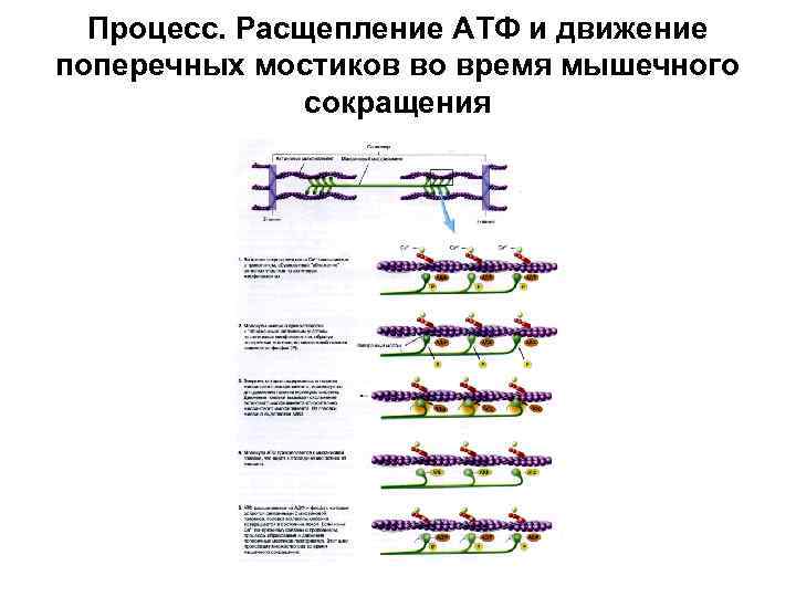 Процесс. Расщепление АТФ и движение поперечных мостиков во время мышечного сокращения 