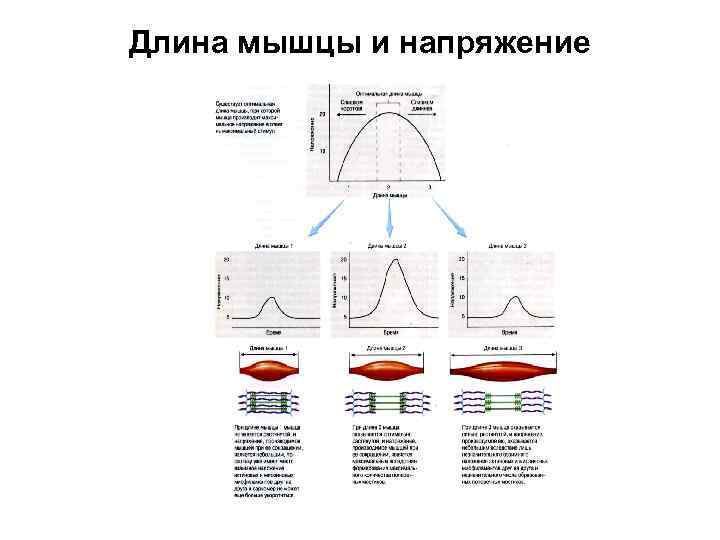 Длина мышцы и напряжение 