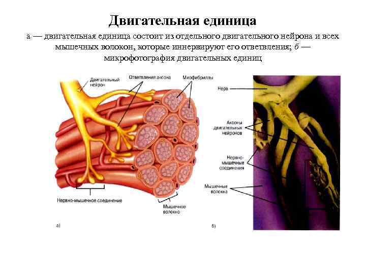 Двигательная единица а — двигательная единица состоит из отдельного двигательного нейрона и всех мышечных
