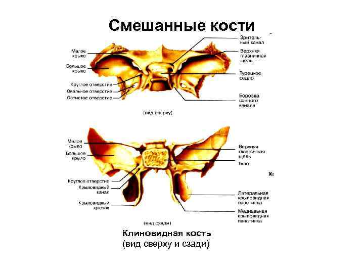 Смешанные кости. Клиновидная кость анатомия человека строение. Смешанные кости строение. Смешанная кость строение. Клиновидная кость анатомия человека.