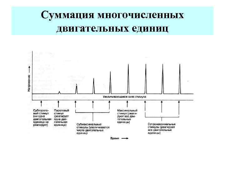 Суммация многочисленных двигательных единиц 