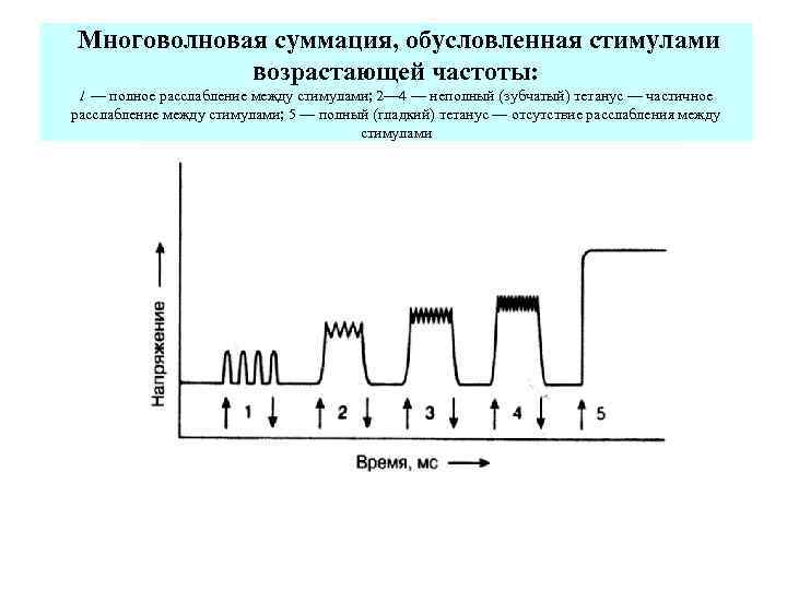 Многоволновая суммация, обусловленная стимулами возрастающей частоты: 1 — полное расслабление между стимулами; 2— 4