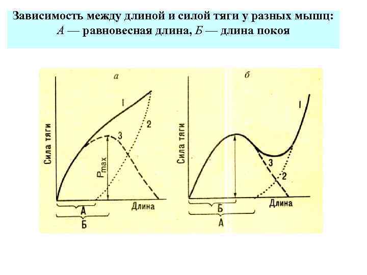 Равновесное соотношение различных сил. График скорость сила физиология. Зависимость длина сила физиология. Зависимость длина сила мышцы. Равновесная длина мышцы это.