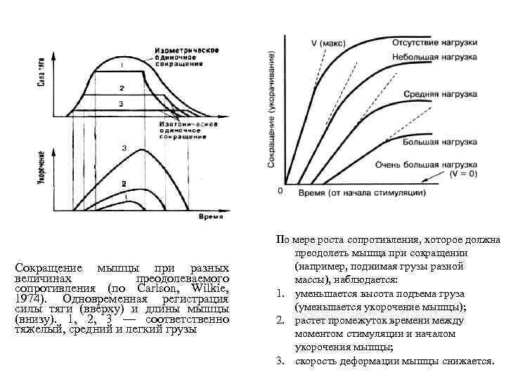 Сокращение мышцы при разных величинах преодолеваемого сопротивления (по Carlson, Wilkie, 1974). Одновременная регистрация силы