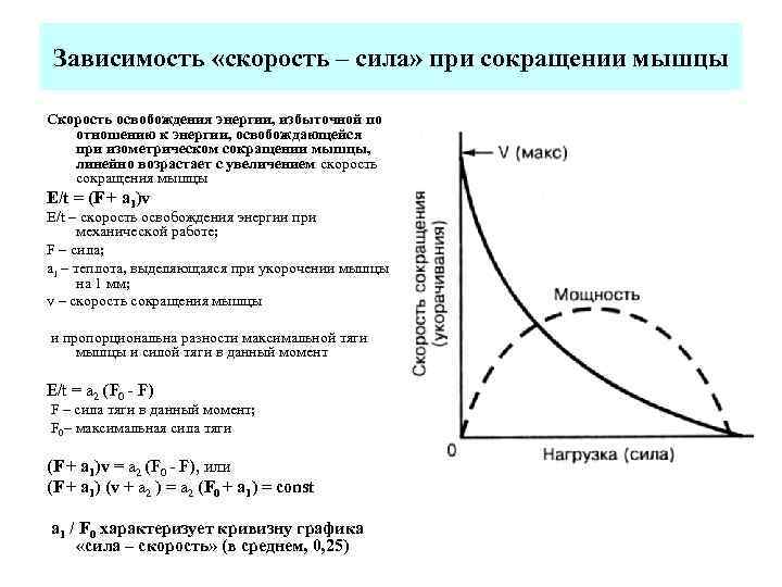 Какие из величин скорость сила. Зависимость сила скорость мышечного сокращения. График скорость сила мышцы. График зависимости силы скорости. Зависимость силы от скорости мышечного сокращения.