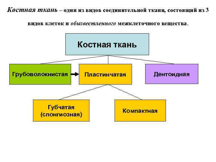 Костная ткань – один из видов соединительной ткани, состоящий из 3 видов клеток и