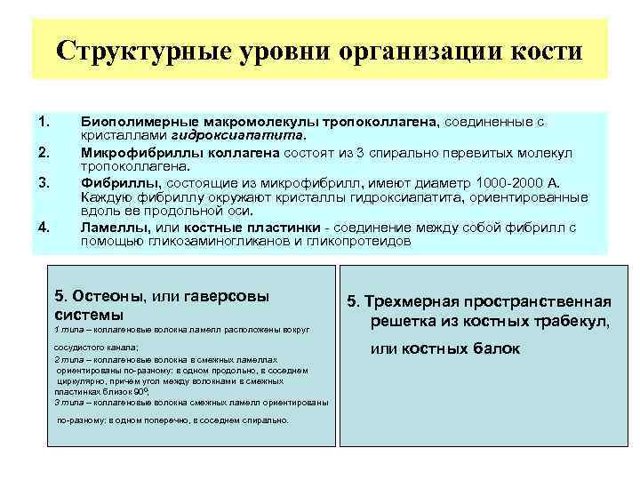 Структурные уровни организации кости 1. 2. 3. 4. Биополимерные макромолекулы тропоколлагена, соединенные с кристаллами