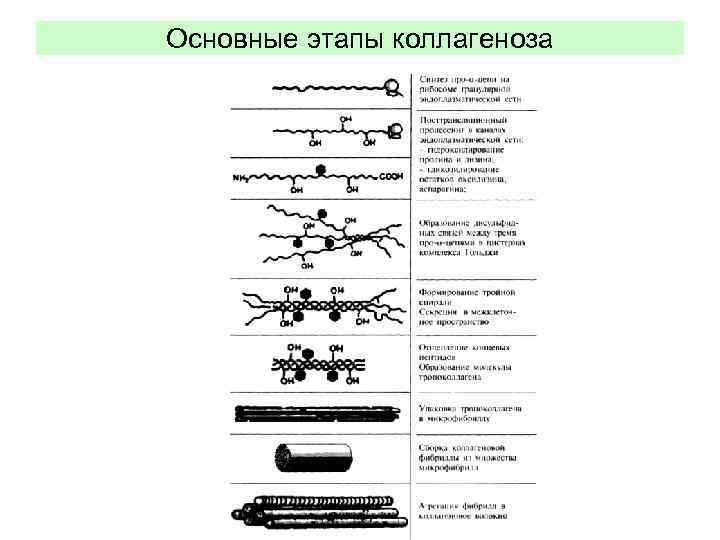 Основные этапы коллагеноза 