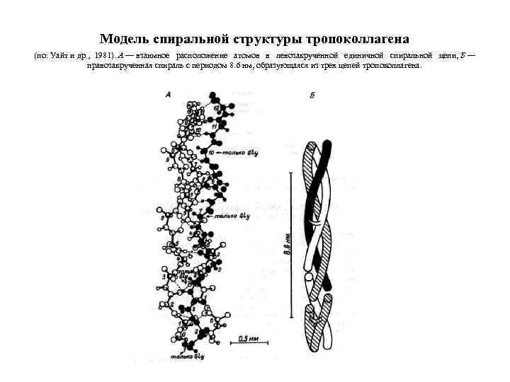 Модель спиральной структуры тропоколлагена (по: Уайт и др. , 1981). А — взаимное расположение