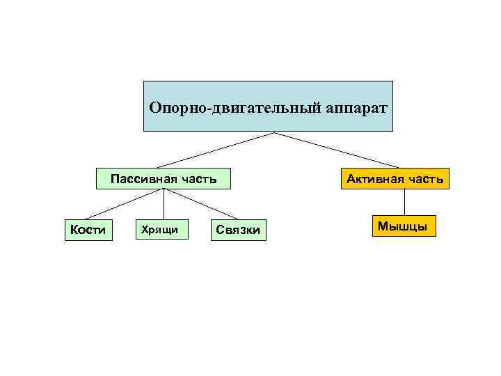 Опорно двигательный аппарат Пассивная часть Кости Хрящи Связки Активная часть Мышцы 