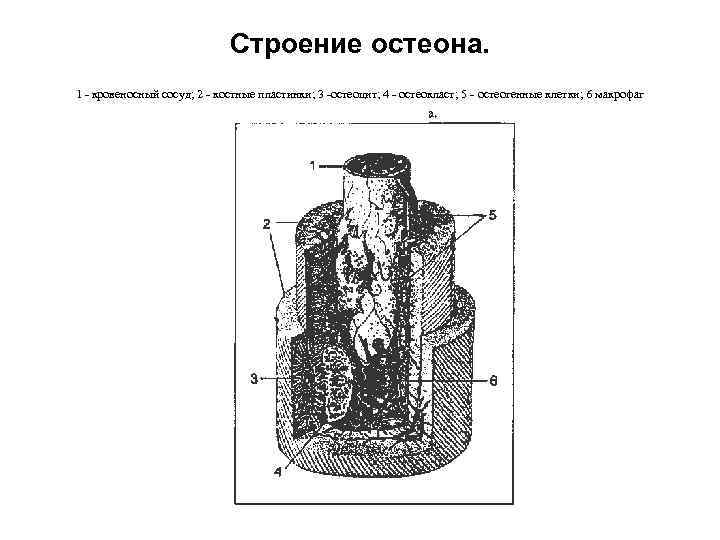 Строение остеона. 1 кровеносный сосуд; 2 костные пластинки; 3 остеоцит; 4 остеокласт; 5 остеогенные