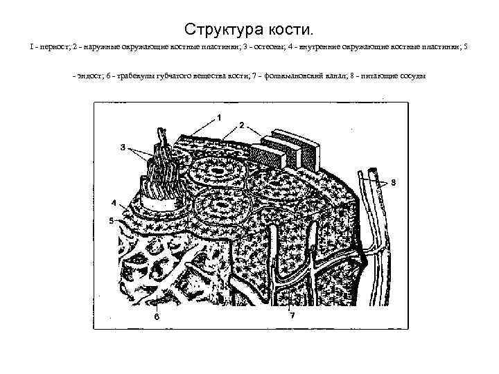 Структура кости. I периост; 2 наружные окружающие костные пластинки; 3 остеоны; 4 внутренние окружающие