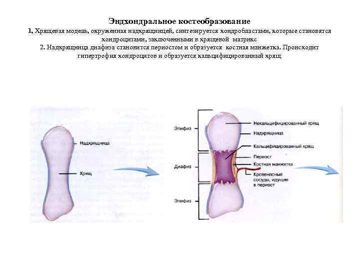 Эндхондральное костеобразование 1, Хрящевая модель, окруженная надхрящницей, синтезируется хондробластами, которые становятся хондроцитами, заключенными в