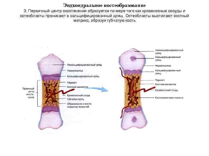 Эндхондральное костеобразование 3. Первичный центр окостенения образуется по мере того как кровеносные сосуды и