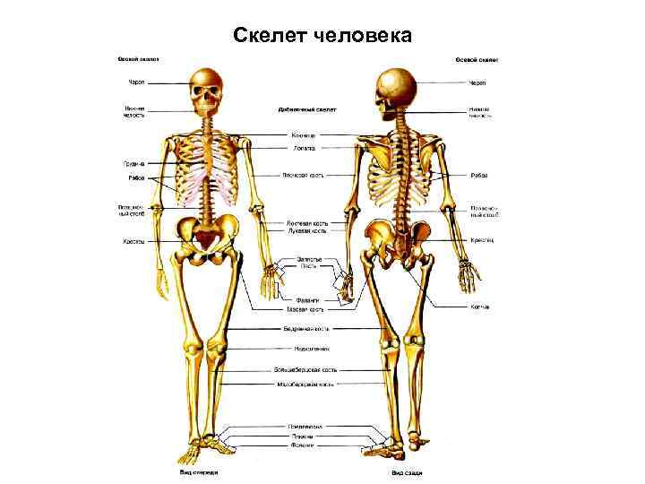 Скелет человека 